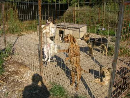 Dogs at the PCAP-supported shelter in Karlovac, Croatia, photographed for the original PCAP archive